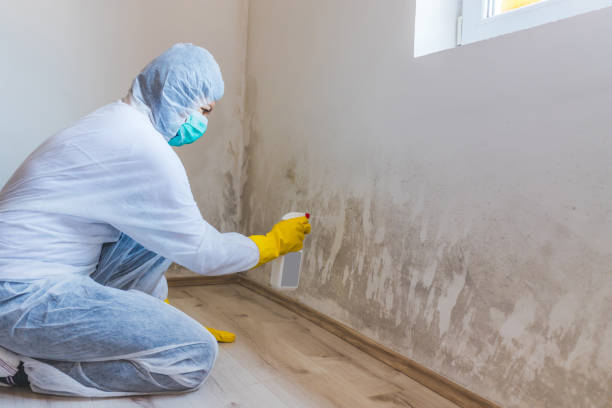 Licensed Mold Remediation service in Clinton, IL - WQB Mold Removal